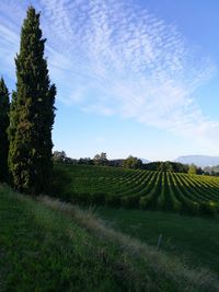 Scenic view of agricultural field against sky