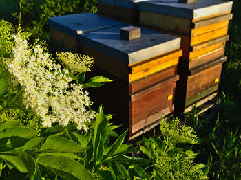 Close-up of bee on wooden table
