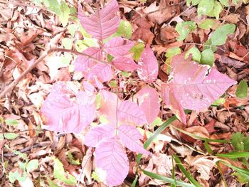 Full frame shot of autumnal leaves on land