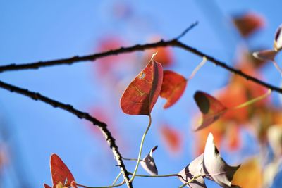 Low angle view of orange leaves against sky