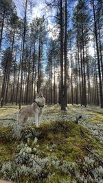 Dog standing on rock