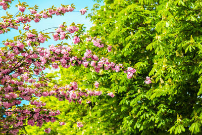 Pink flowering plant in park