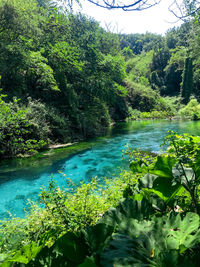 Scenic view of lake in forest