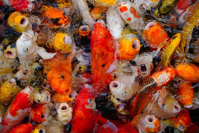 High angle view of koi carps swimming in sea