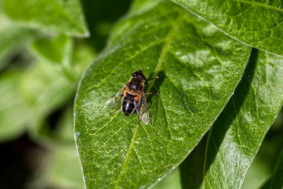 Close-up of insect on leaf
