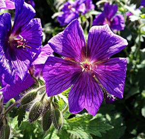 Close-up of purple flowers blooming outdoors