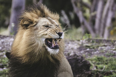 Lion roaring in forest