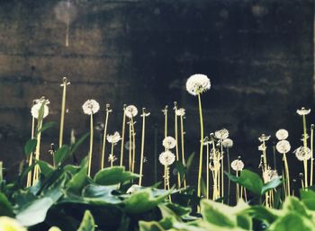 Close-up of flowers blooming on field