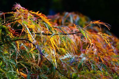 Close-up of grass at night