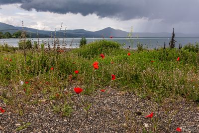 Red poppy flowers on land against sky