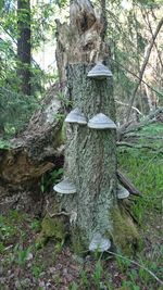 Trees in forest