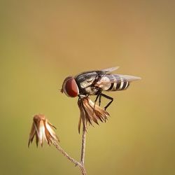 Close-up of insect pollinating flower