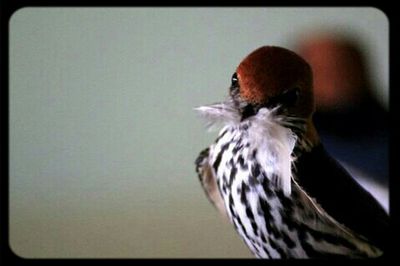 Bird perching on railing