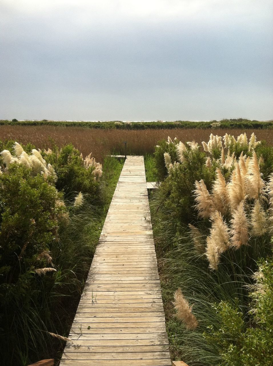 the way forward, tranquility, tranquil scene, boardwalk, landscape, wood - material, nature, sky, growth, tree, grass, plant, scenics, field, beauty in nature, diminishing perspective, wood, non-urban scene, wooden, day