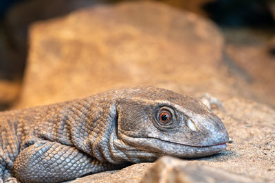 Close up portrait of a savannah monitor in captivity