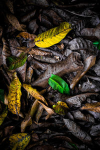 leaf