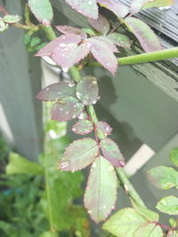 Close-up of water drops on plant