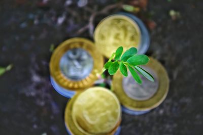 High angle view of lemon on plant