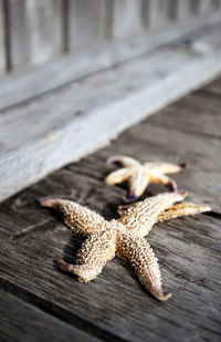 High angle view of dead starfishes on pier