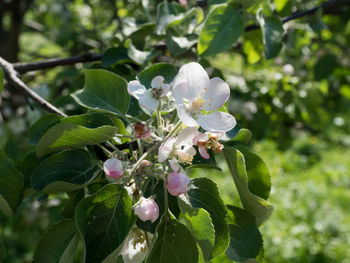 Close-up of white flowering plant