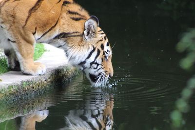 Tiger in water