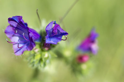 Close-up of purple flowers blooming outdoors