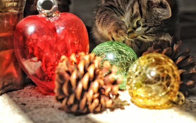 Close-up of a playful kitten with christmas decorations on floor