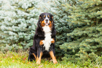 Portrait of dog