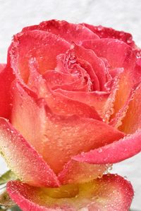 Close-up of red flower