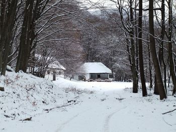 Bare trees on snow covered land