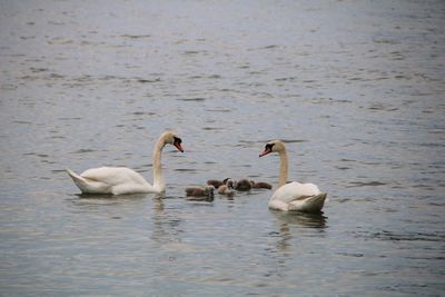 Swans swimming in lake