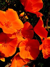 Close-up of orange flowers