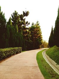 Walkway amidst trees against sky