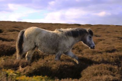 Horse standing on field against sky