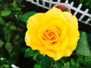 Close-up of yellow rose blooming outdoors