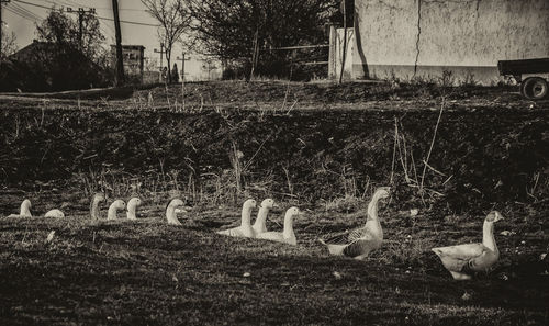 Swans in grass