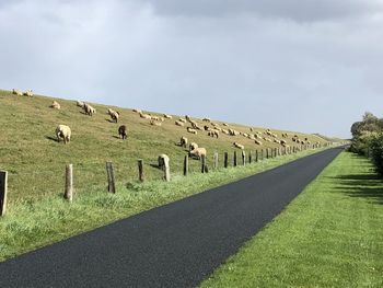 Flock of sheep on road