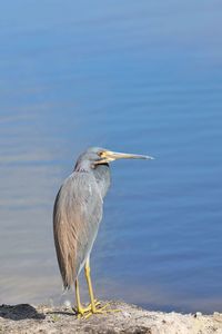 Bird perching on a beach