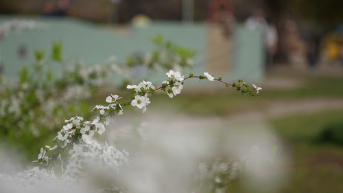 Close-up of white flowering plant
