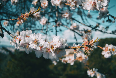 Close-up of cherry blossom tree