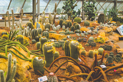 High angle view of plants in greenhouse