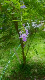 Close-up of purple flowers on tree