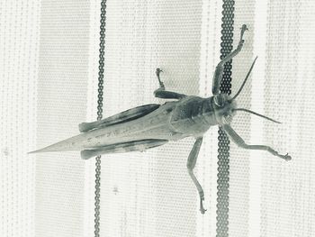 Close-up of insect on window