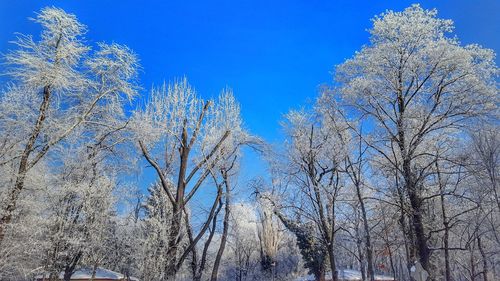 Low angle view of trees against blue sky