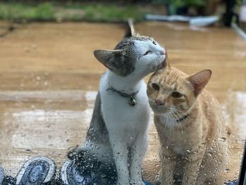 High angle view of two dogs on water