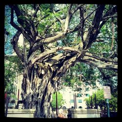 View of tree trunk