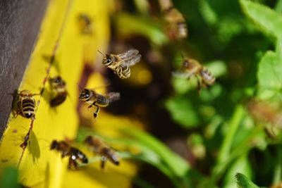 Close-up of bee pollinating flower