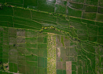 Full frame shot of green leaves