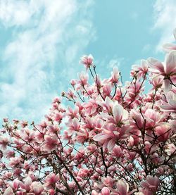 Close-up of pink cherry blossoms in spring