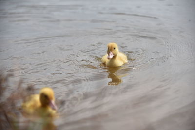 Duck swimming in a lake